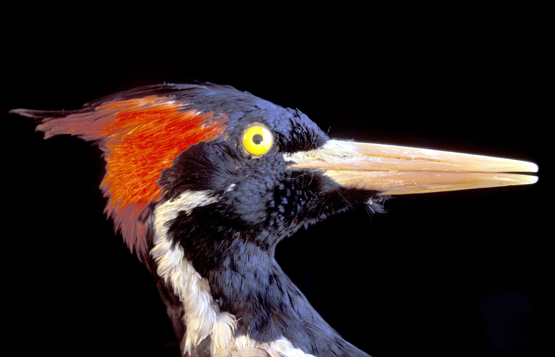 Ivory-billed woodpecker